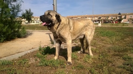 TURRO CON 19 MESE, LINEA ABELGAS X BAO DE LA MADERA